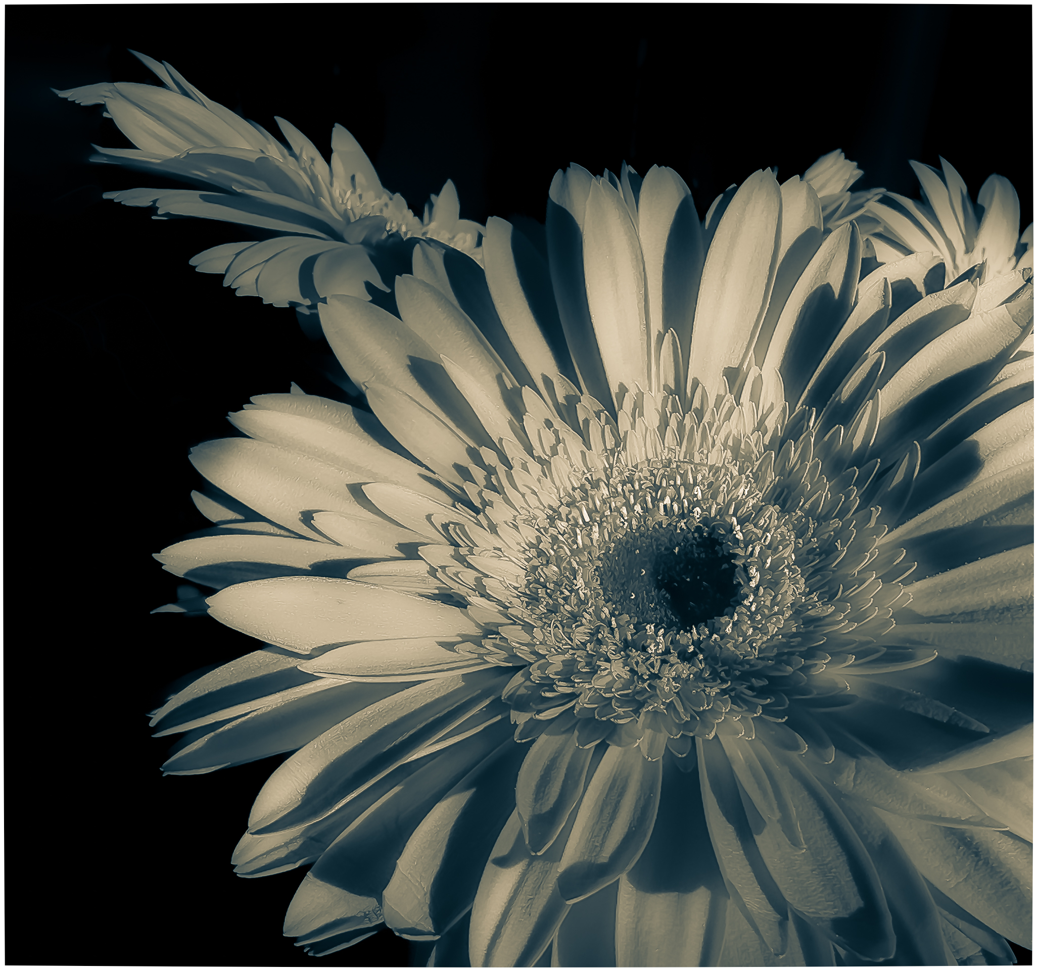 2nd PrizeOpen Mono In Class 2 By Kathy Campos For Flower With A Flare NOV-2024.jpg